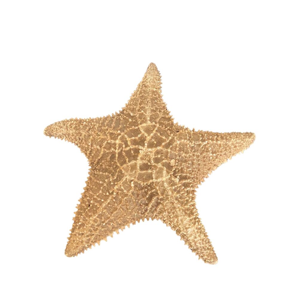VTG Large 12” Real Starfish Shell Genuine Dried Sea Star Coastal Decor
